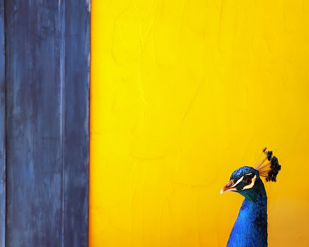 head of peacock against yellow background