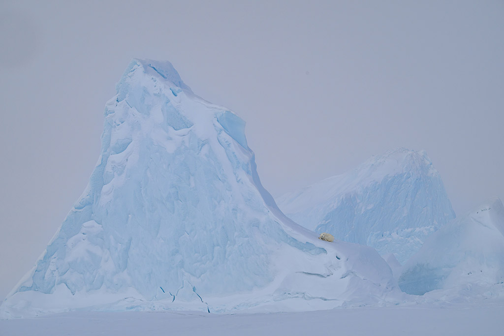 polar bear at the base of a large iceberg