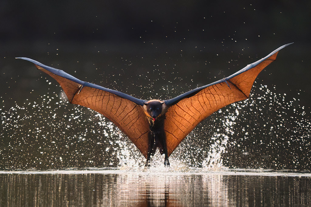 large bat flying across the water