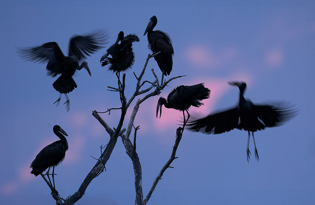 storks in a tree against dusk sky