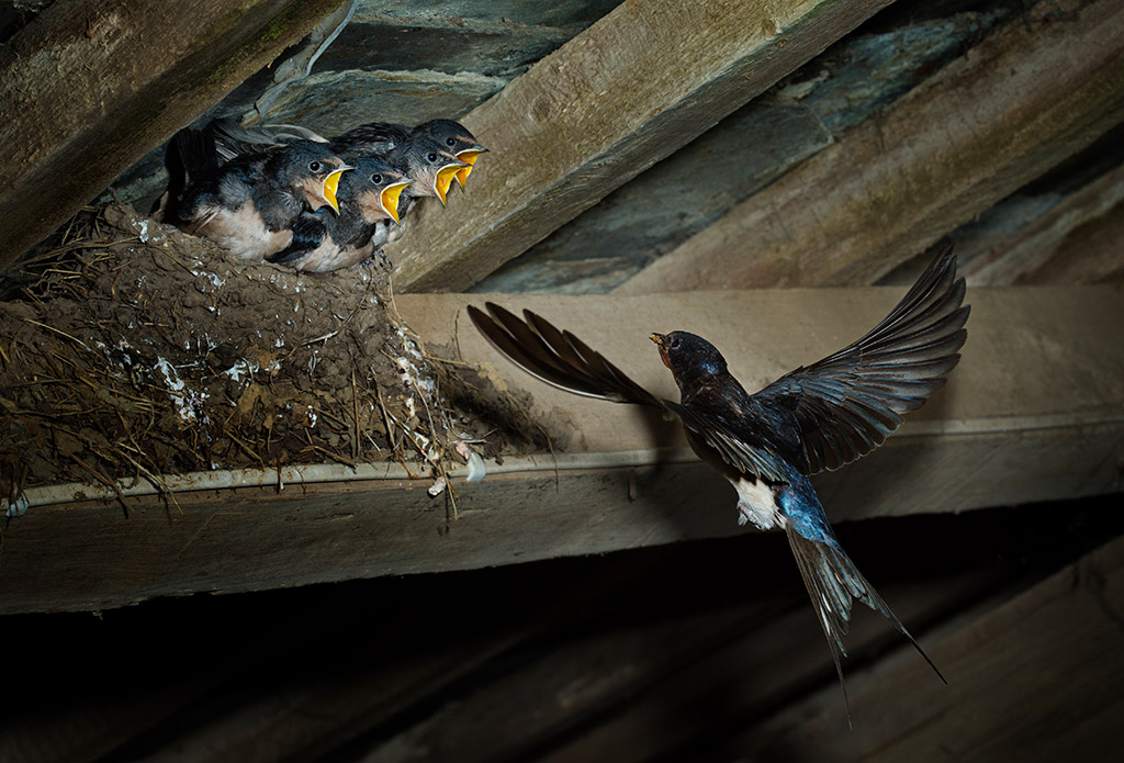 swallow flying towards nest with chicks looking out mouths open