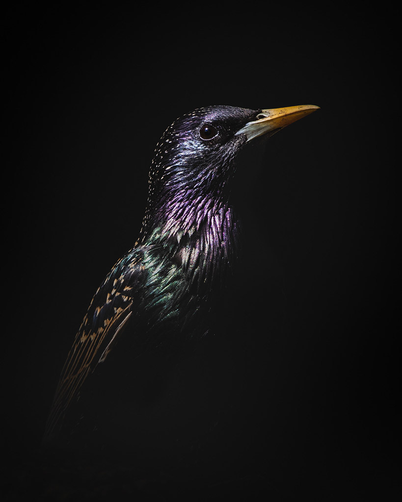 portrait of a starling against dark black background