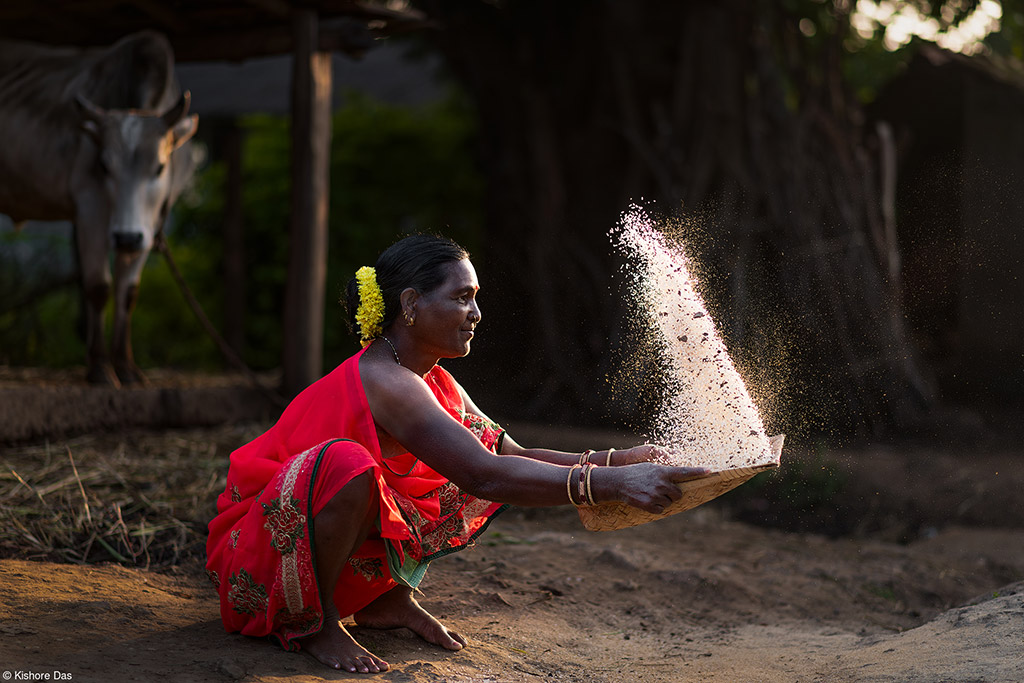 woman rice grain threshing