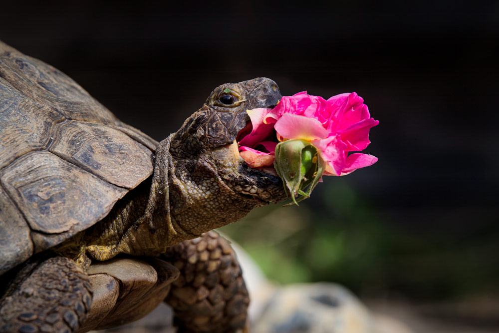 Comedy Pet Photo Awards