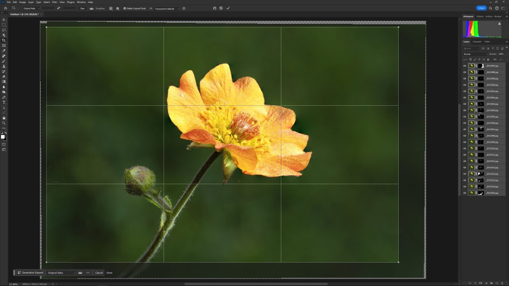 Focus stacking in Photoshop, yellow macro flower
