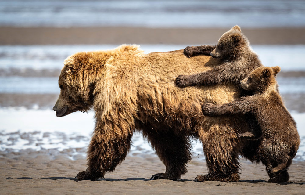 Nikon Comedy Wildlife Award, Alexander Fine 