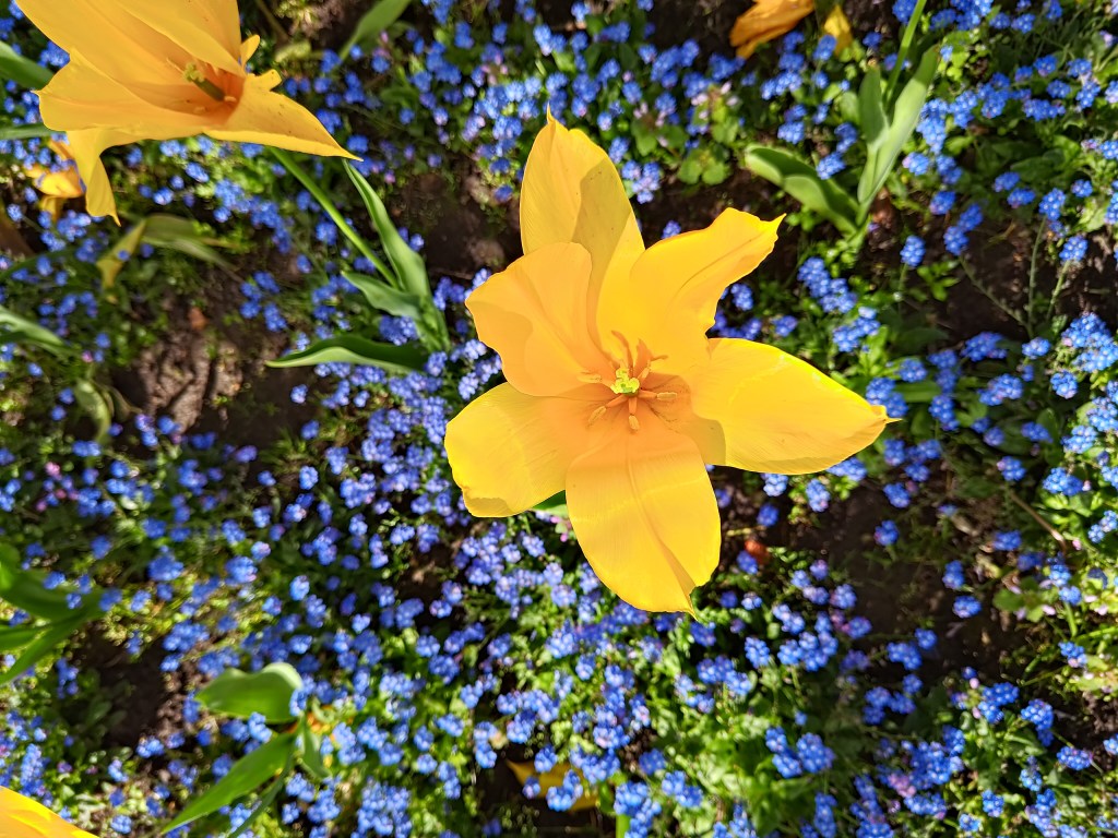 view overhead of a yellow tulip surrounded by small blue flowers