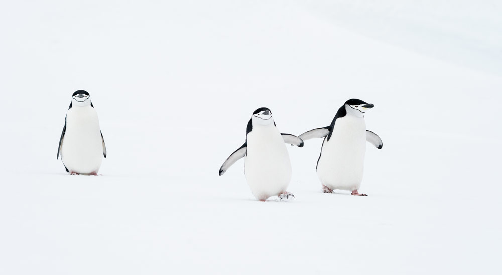 Nikon Comedy Wildlife Award, Deena Sveinsson