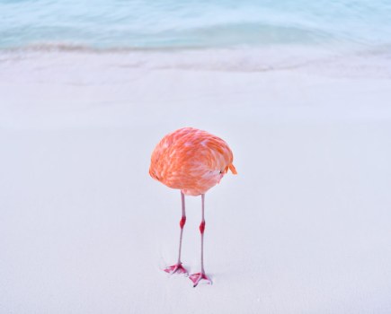 Flamingone, by Miles Astray - an award-winning 'AI' image