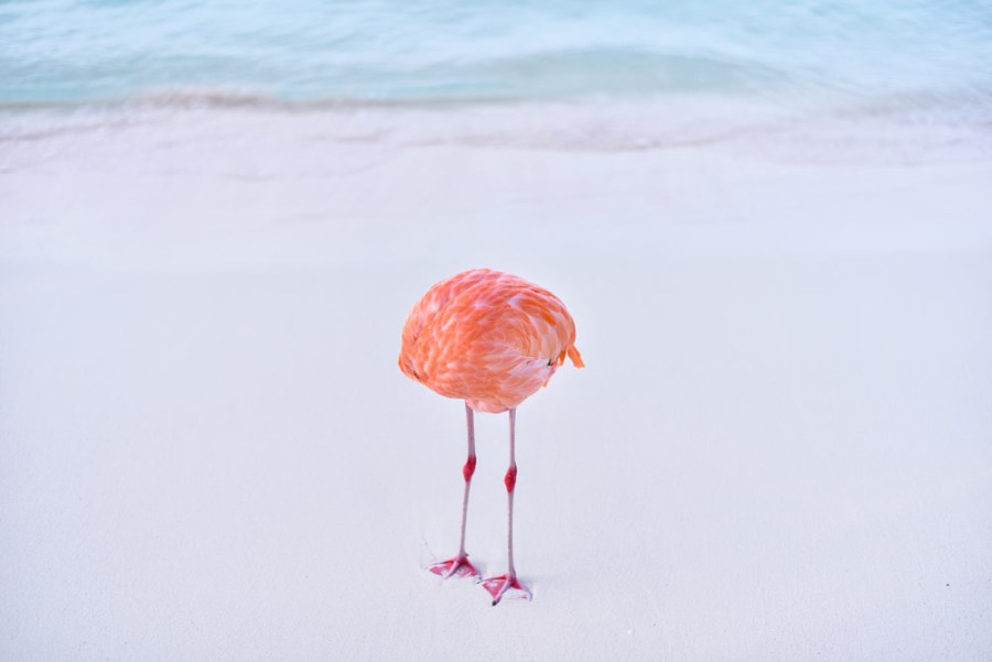 Flamingone, by Miles Astray - an award-winning 'AI' image