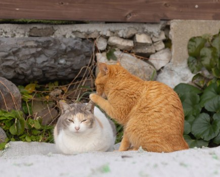 Comedy Pet Photo Awards