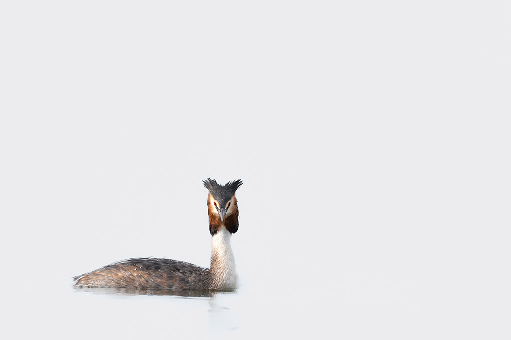 Eye Level photo of a Great Crested Grebe by Hayley Jackson