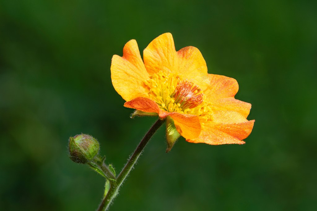 Focus stacking in Photoshop, yellow macro flower