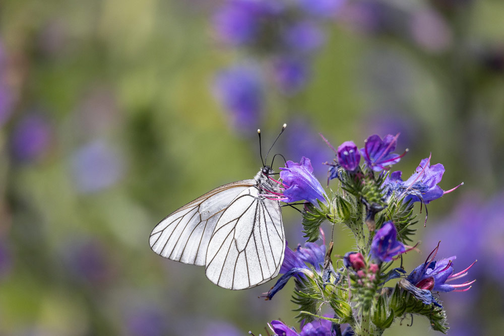 Canon RF advertorial macro, butterfly feeding