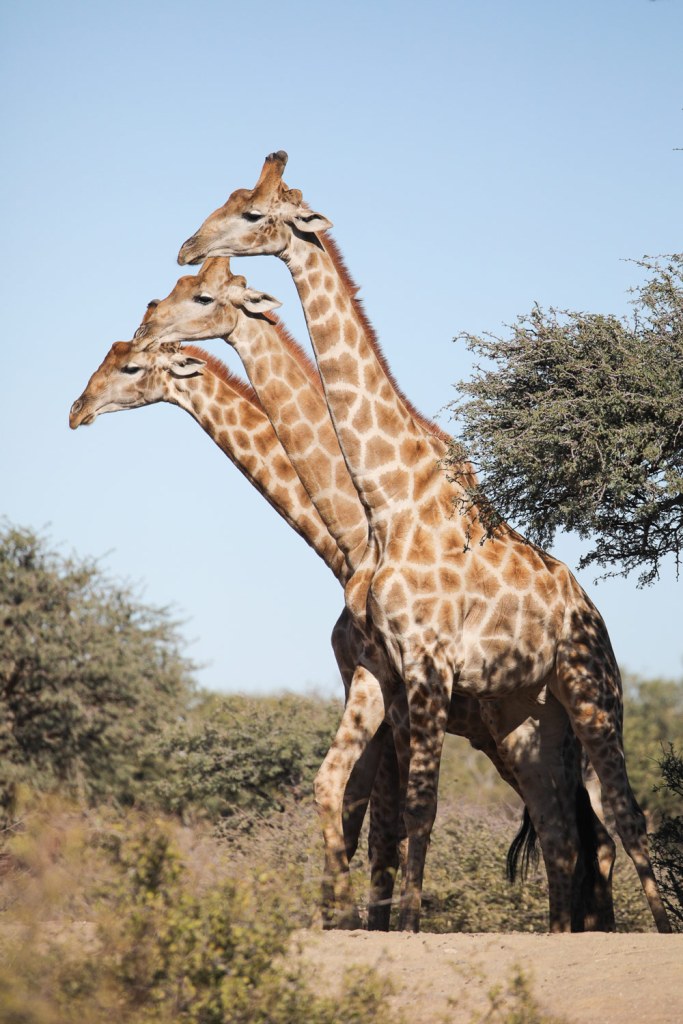 Nikon Comedy Wildlife Awards, John Mullineux