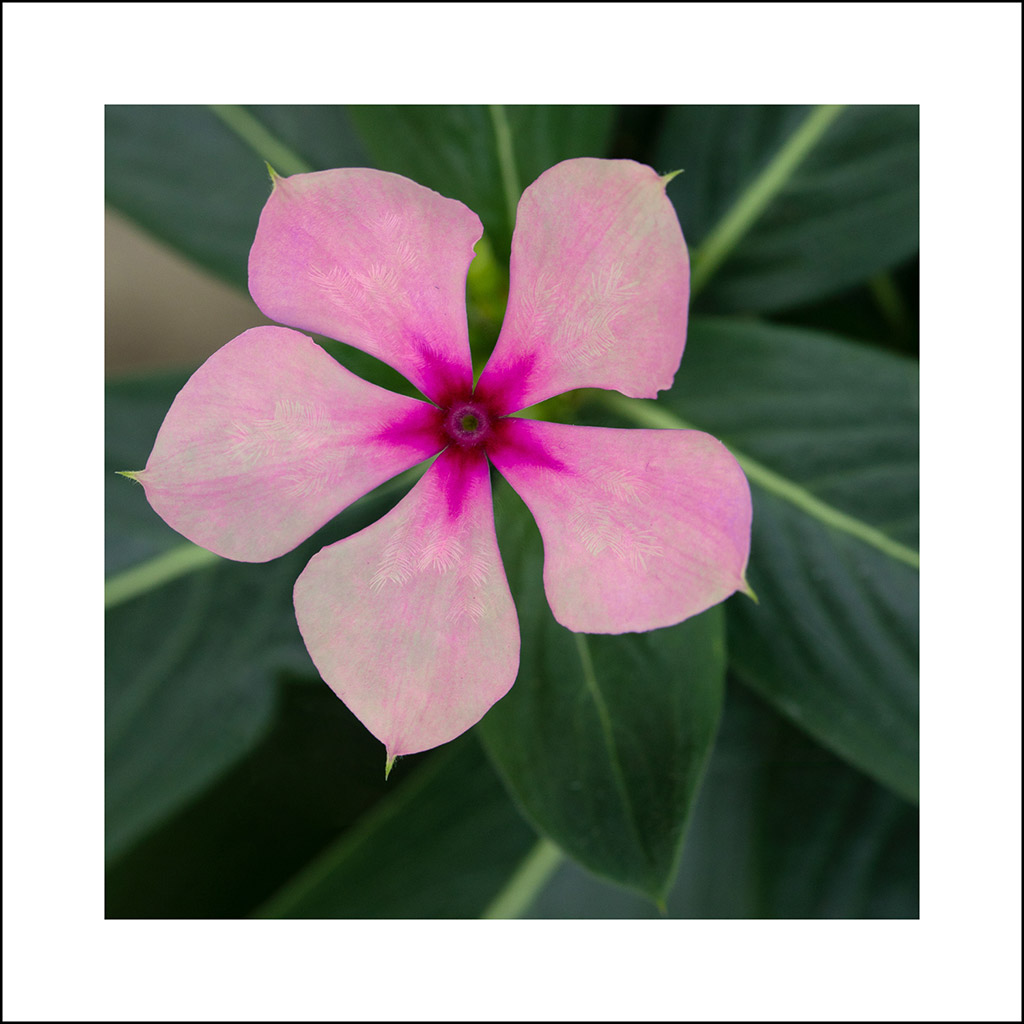 A Cure for Cancer I – The Madagascan Periwinkle