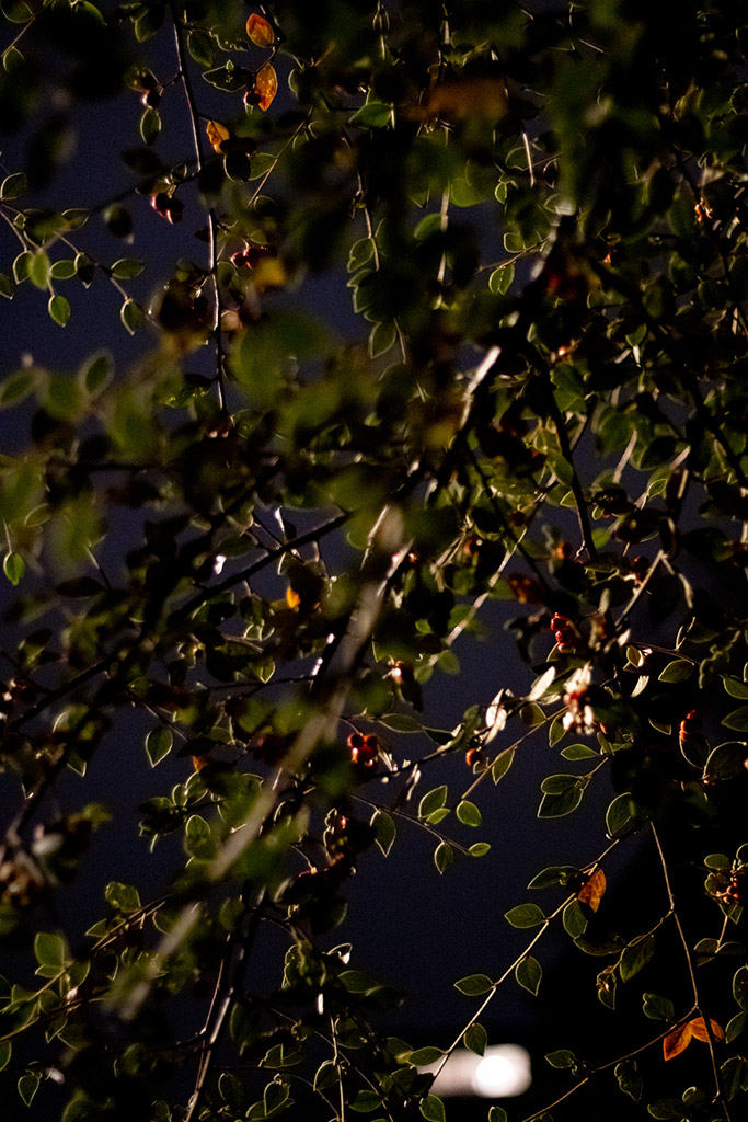 image of lots of small leaves afternoon light