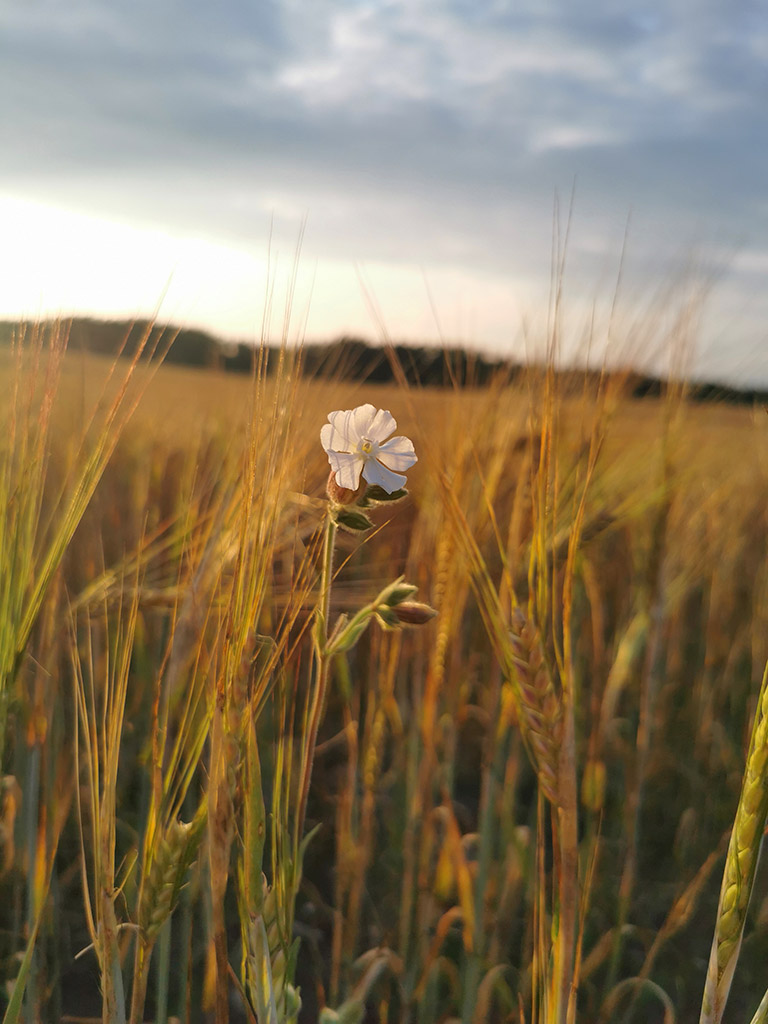 white flower in a rye field