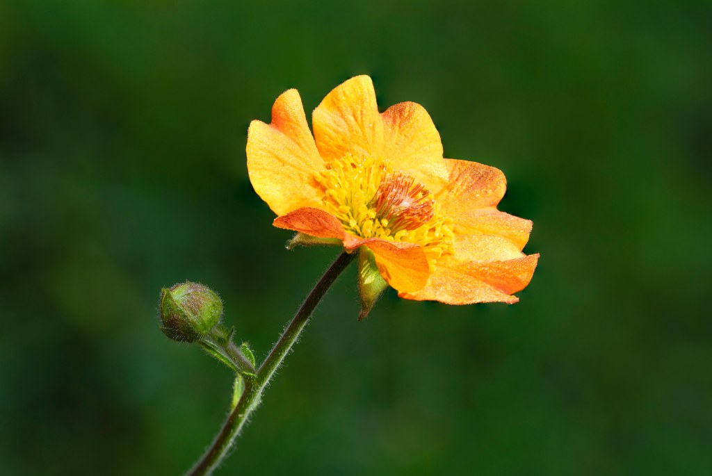 Focus stacking in Photoshop, yellow macro flower