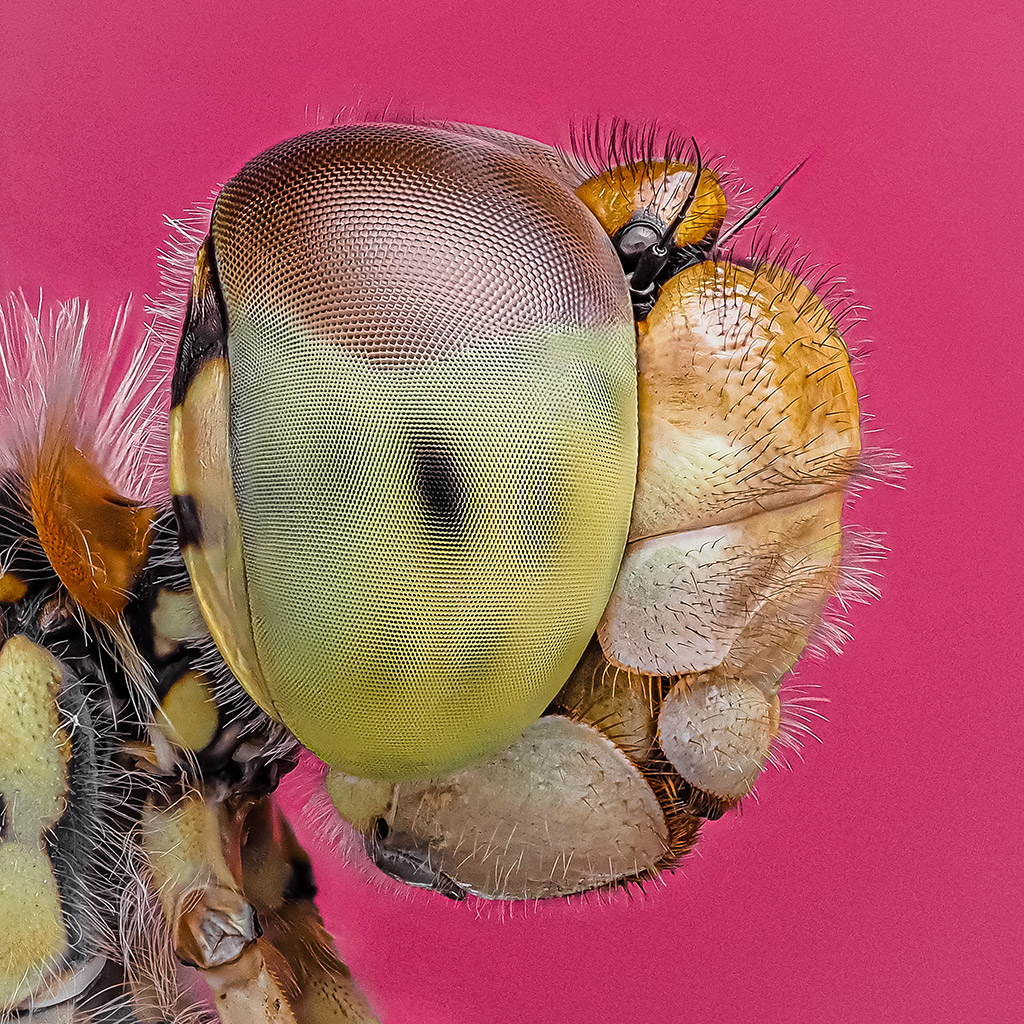 close-up bug against bright pink background