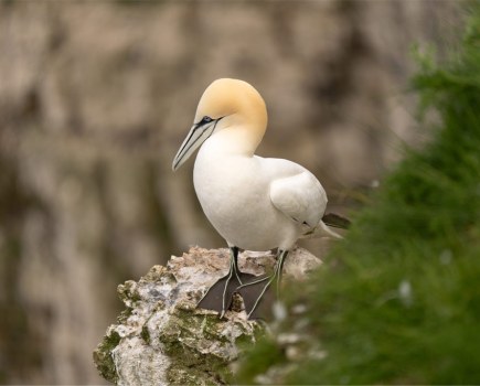 Wildlife, gannet Photo (C) Joshua Waller