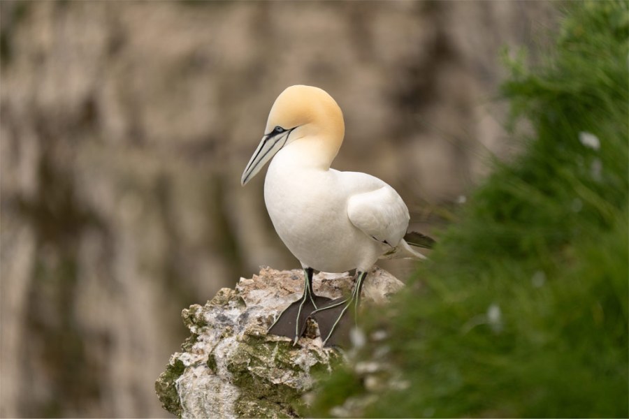 Wildlife, gannet Photo (C) Joshua Waller