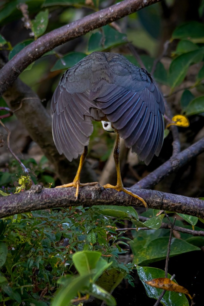 Nikon Comedy Wildlife Awards, Tilan Weerasinghe