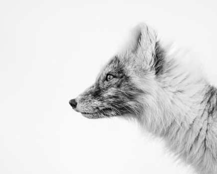 Arctic fox portrait in the snow young apoty 2024 animal kingdom winner