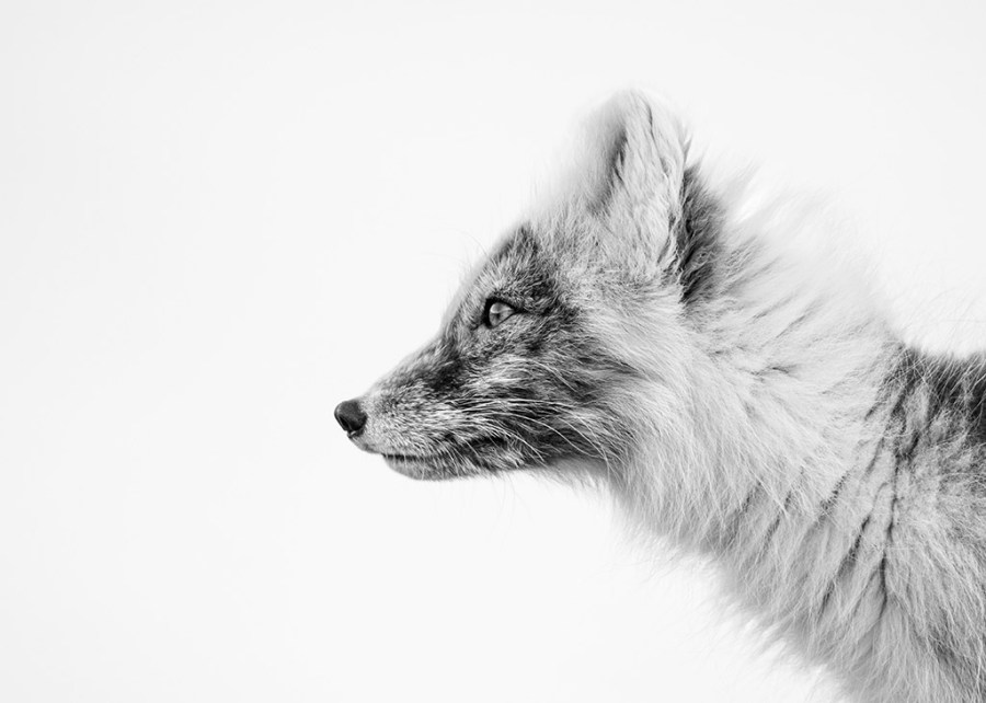 Arctic fox portrait in the snow young apoty 2024 animal kingdom winner