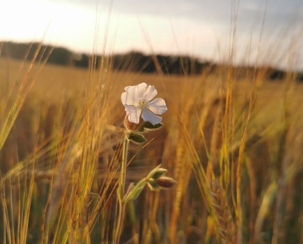 white flower in a rye field