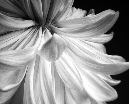 close up of white flower petals