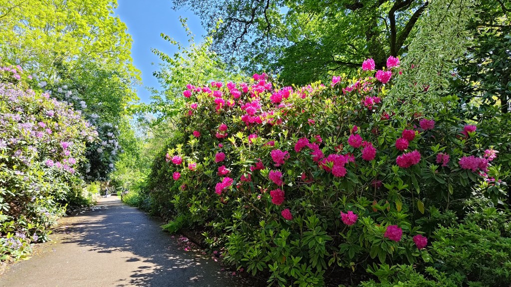 bright pink rhododendron flowers against green foliage and bright blue sky