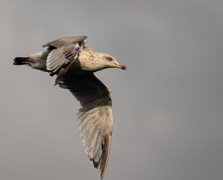 Photograph of young seagull mid-flight taken on Nikon Z6 III mirrorless camera