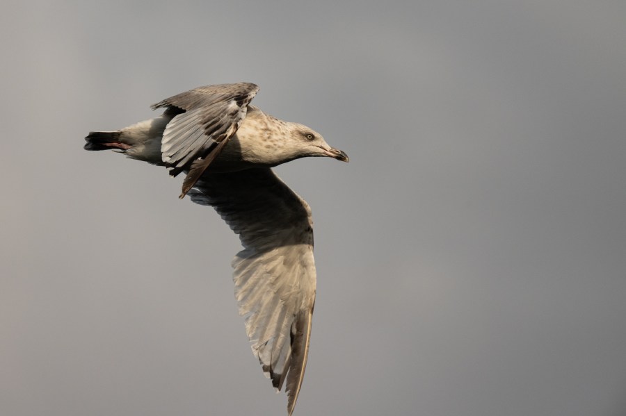 Photograph of young seagull mid-flight taken on Nikon Z6 III mirrorless camera