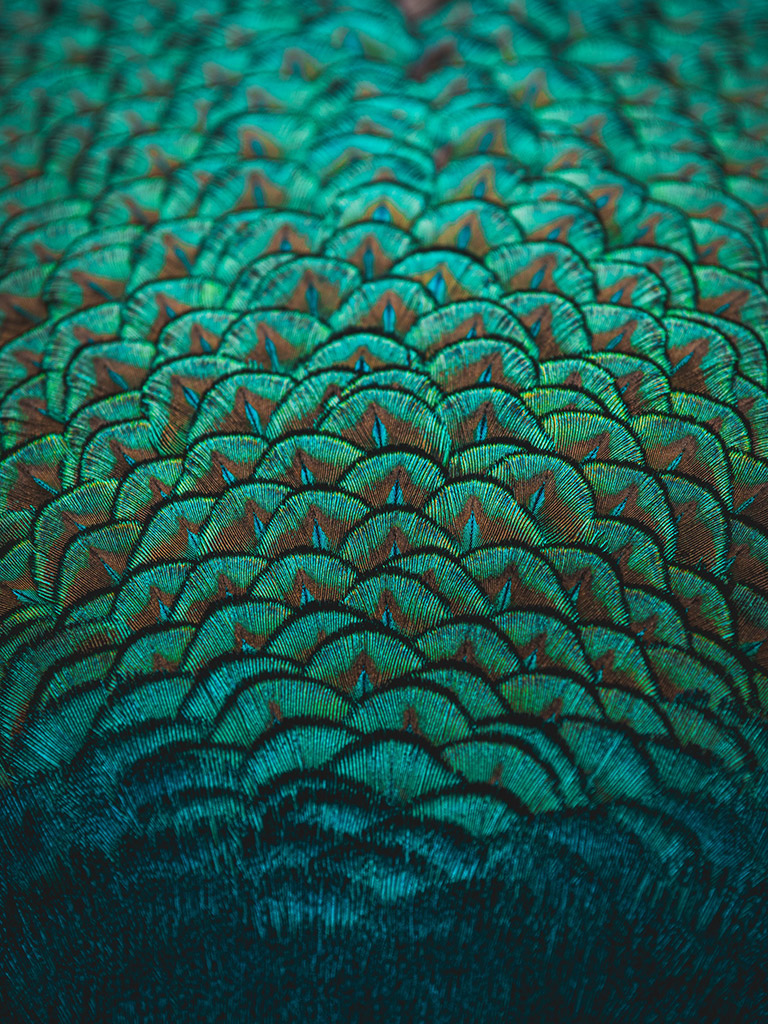 close up photo of peacock feathers showing bright emerald green colours