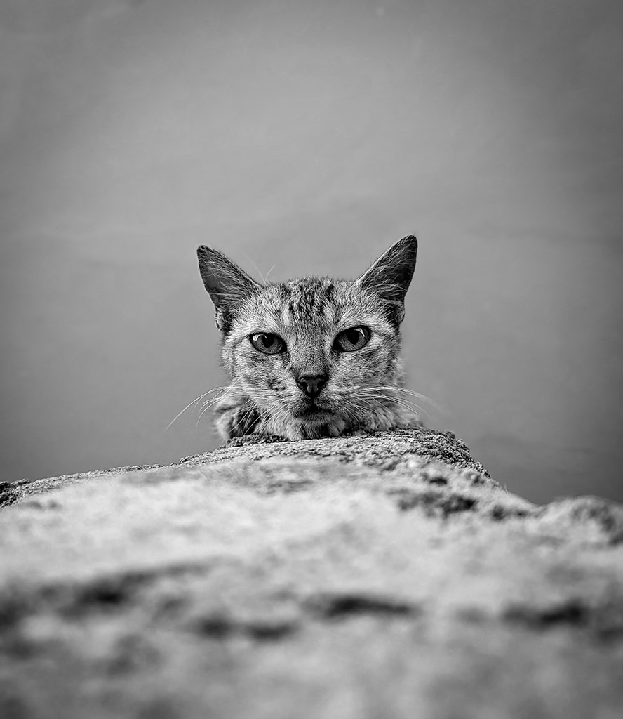 portrait of a cat peering over a rock taken on google pixel 6 smartphone