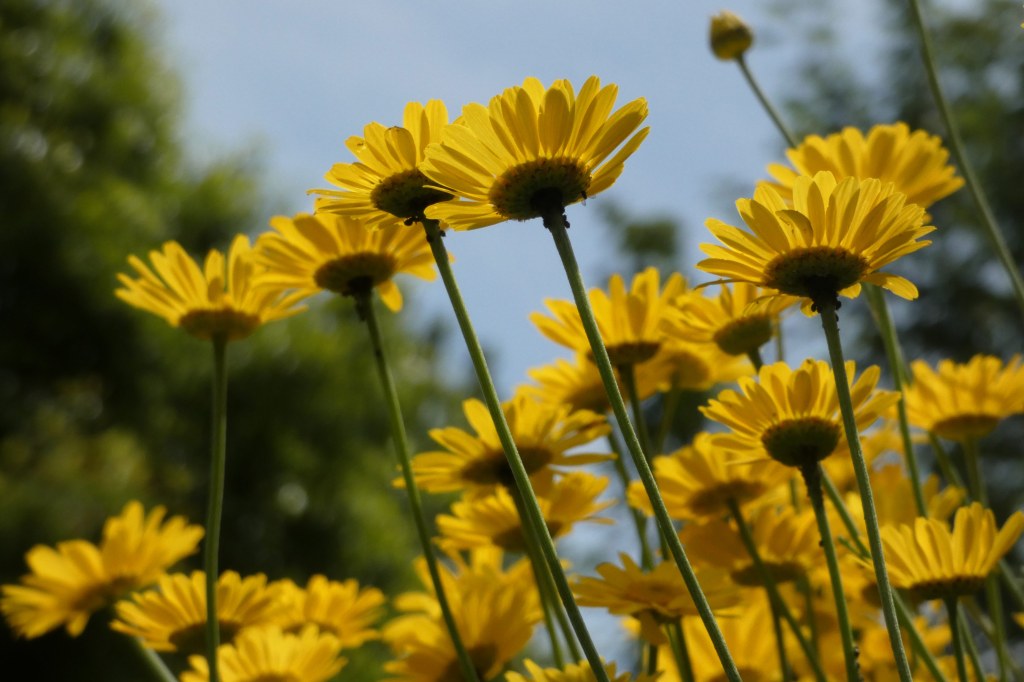 Panasonic FZ80D sample image yellow flowers