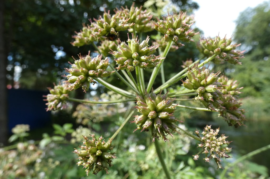 Panasonic FZ80D sample image close up of a plant