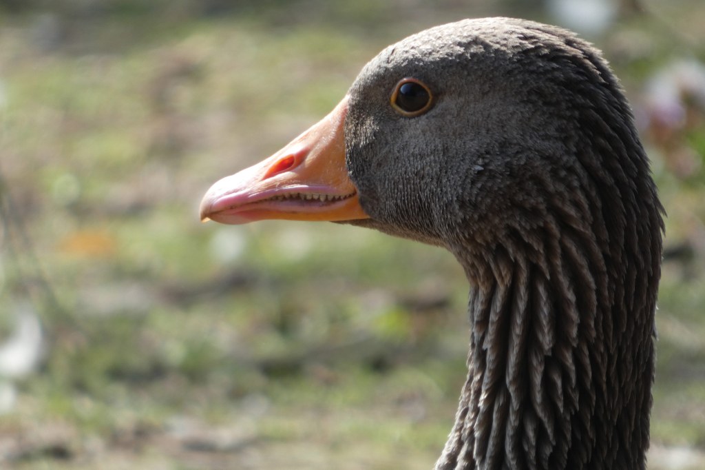 Panasonic FZ80D sample image goose head