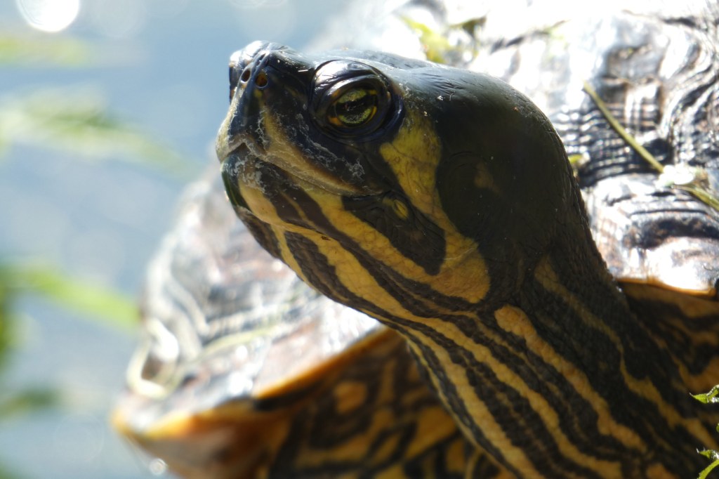 Panasonic FZ80D sample image, turtle close up