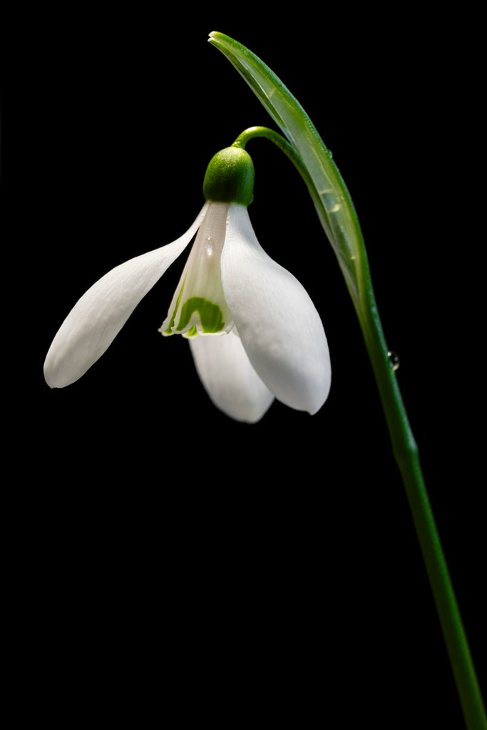 Photoshop Manual, resolution, snowdrop