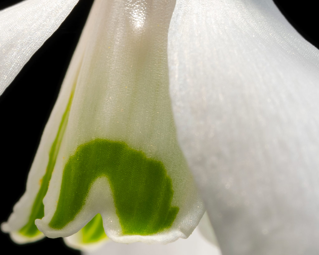 Photoshop Manual, resolution, snowdrop, detail