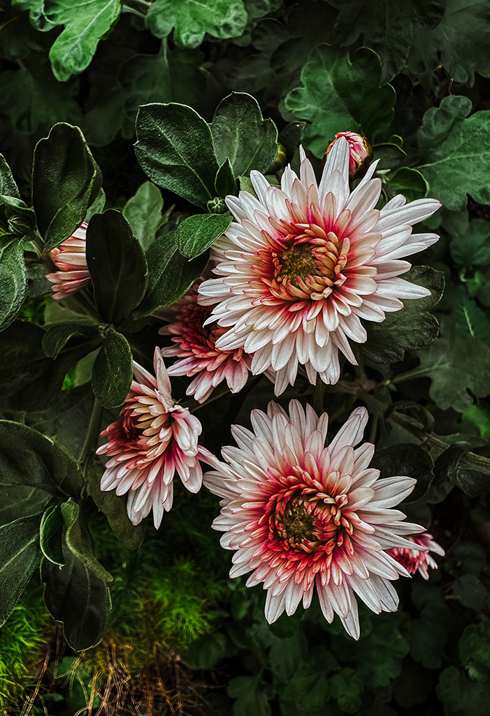 Dwarf (Light Pink) Chrysanthemum was taken on iphone