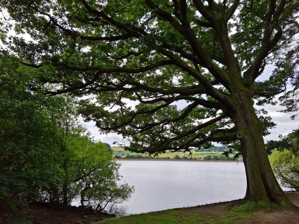 Tree next to lake. Photo Joshua Waller