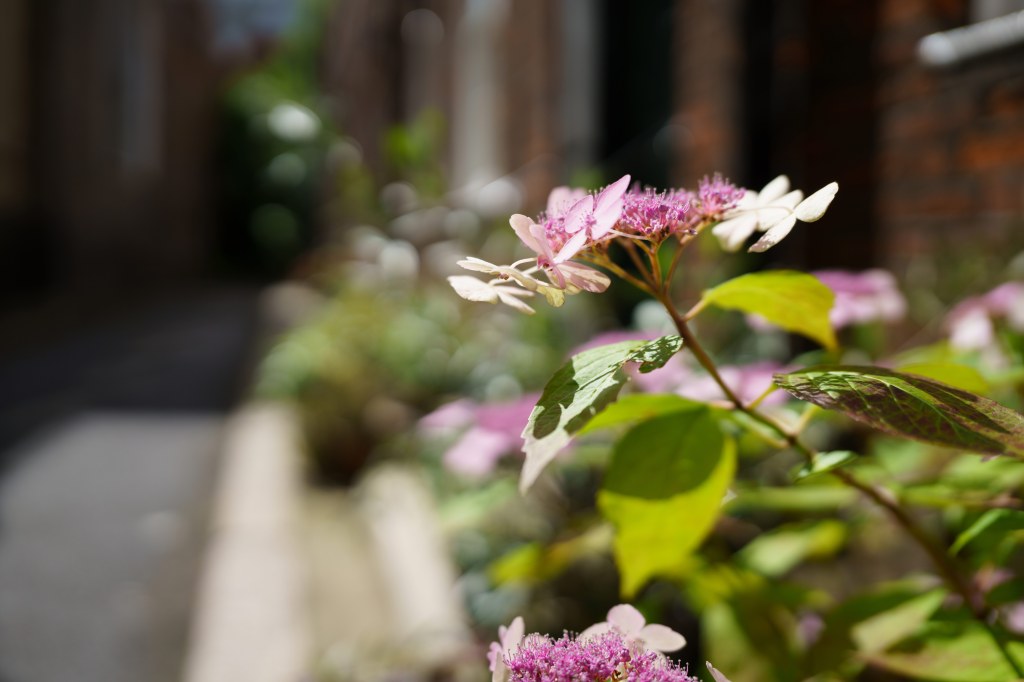 Sigma 28-45mm F1.8 DG DN Art sample image close-up flowers