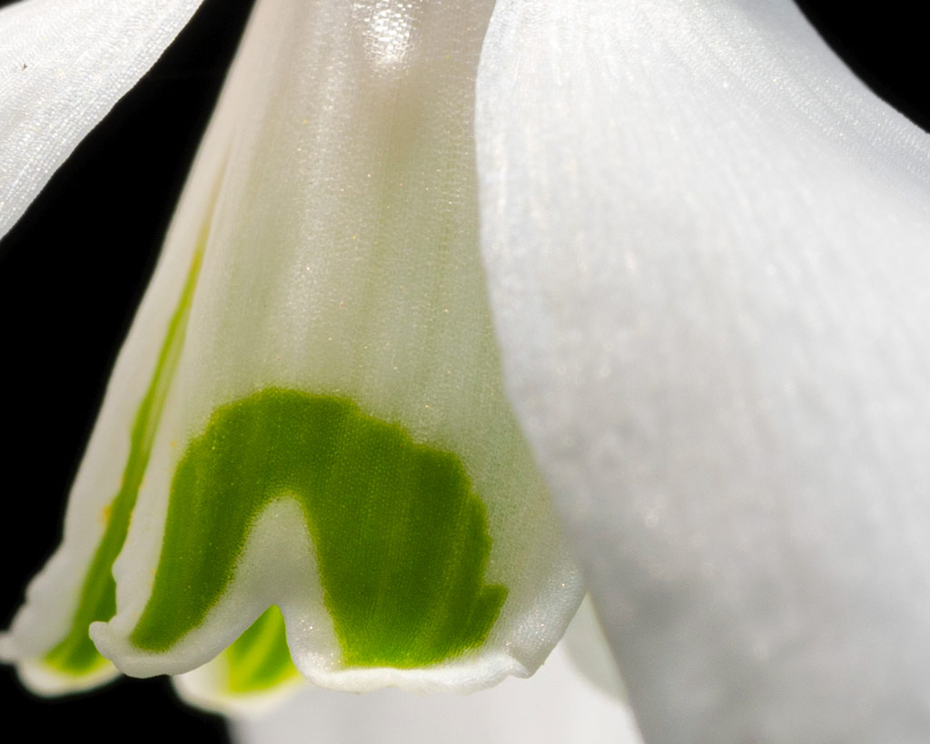 Single shot resolution, snowdrop detail