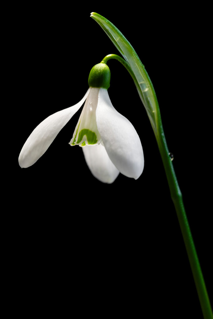 Sony Imaging Edge resolution, snowdrop