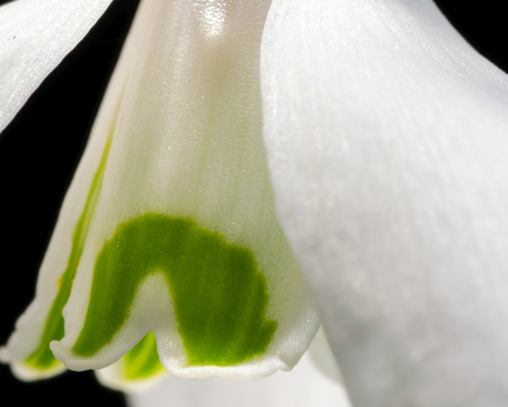 Sony Imaging Edge resolution, snowdrop detail