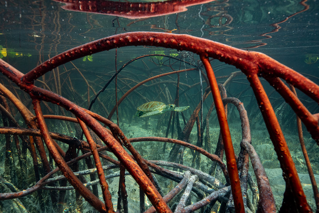 Olivier Clement offers a glimpse into the intricate world of mangrove roots in the Bahamas with a turtle in the centre framed