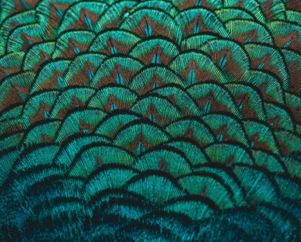 close up photo of peacock feathers showing bright emerald green colours